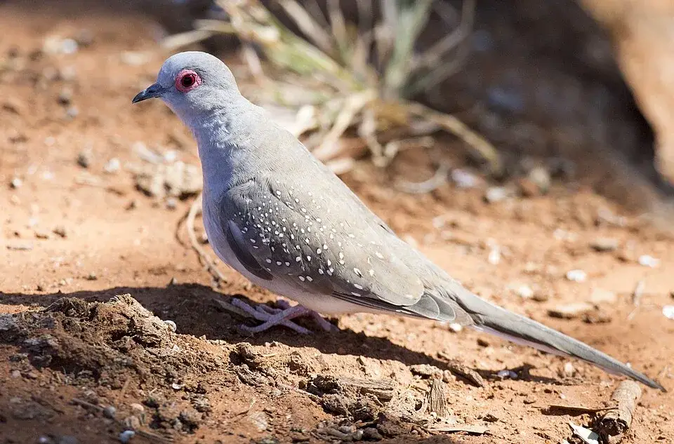 Diamond Dove photo