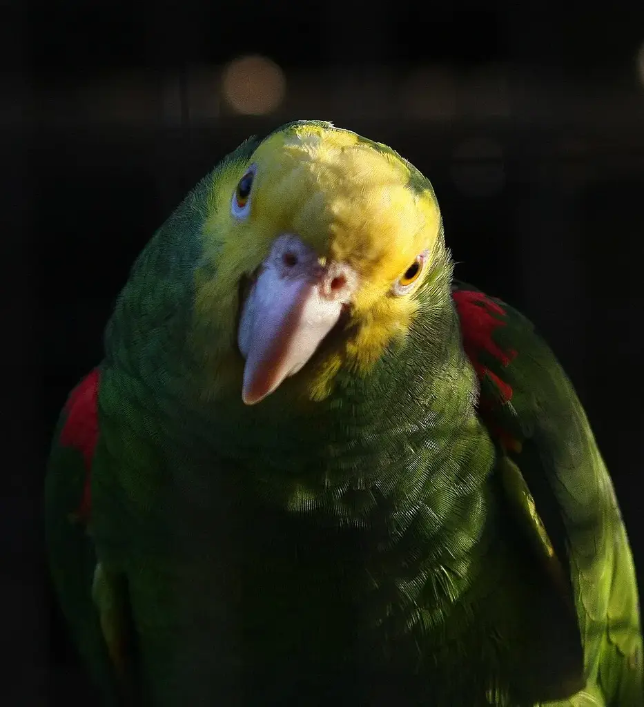 Double Yellow-Headed Amazon photo