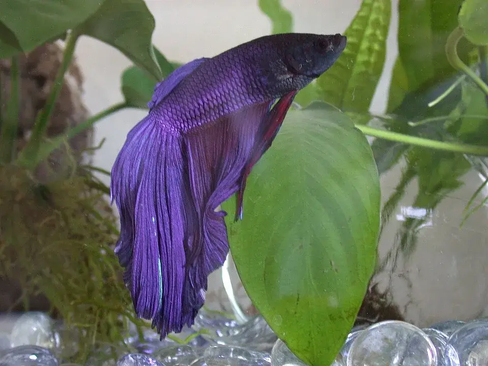 Dumbo Ear Betta photo