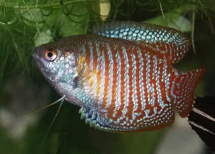 Dwarf Gourami photo