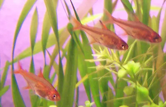 Ember Tetra photo