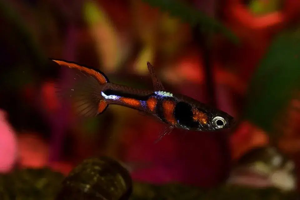 Endler's Livebearer photo
