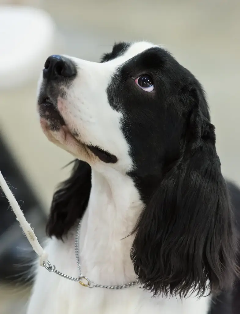 English Cocker Spaniel photo
