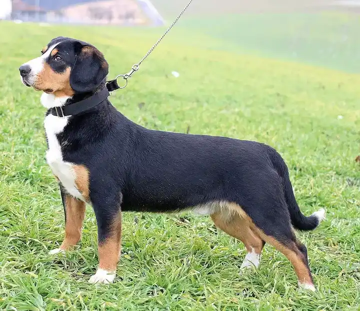 Entlebucher Mountain Dog photo