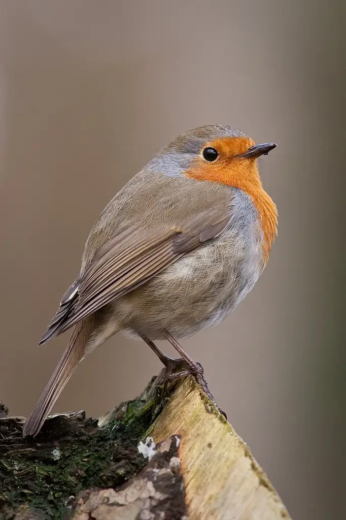 European Robin photo