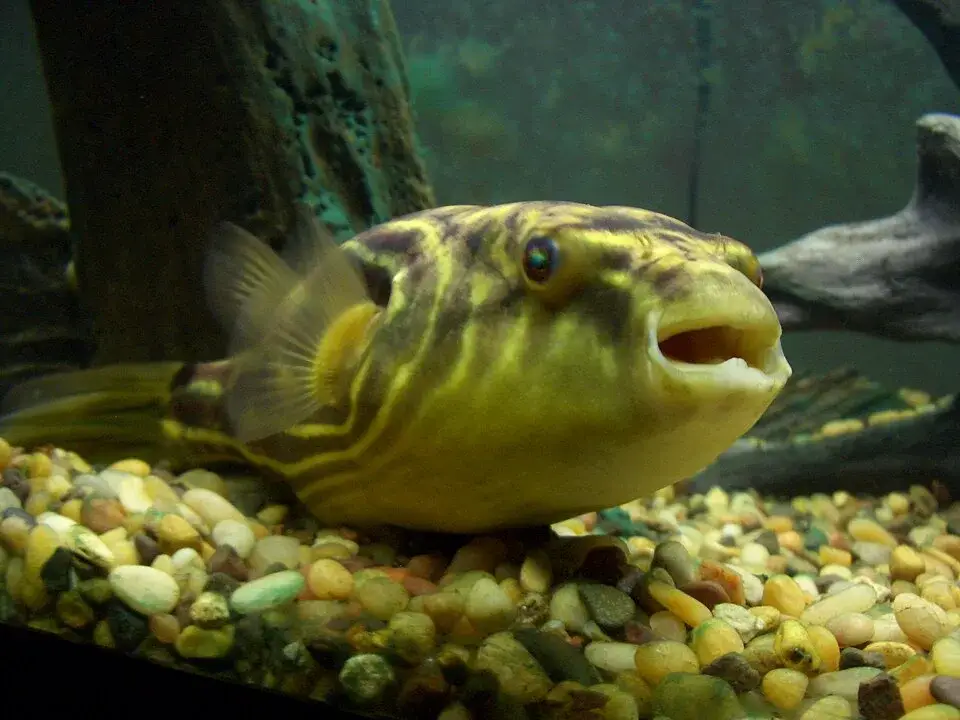 Fahaka Puffer photo