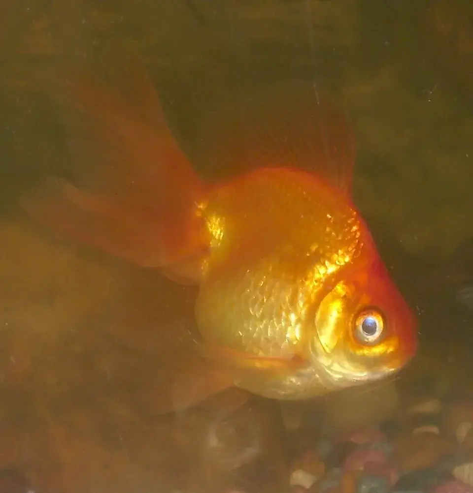 Fantail Goldfish photo