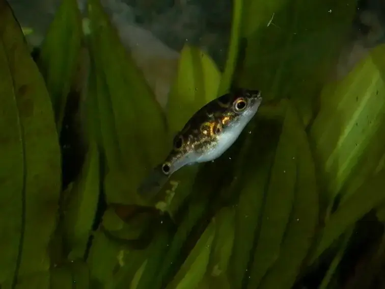 Figure 8 Puffer photo