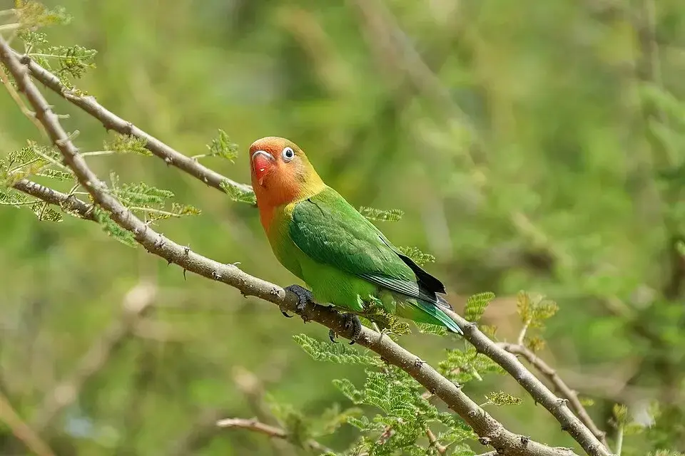 Fischer's Lovebird photo
