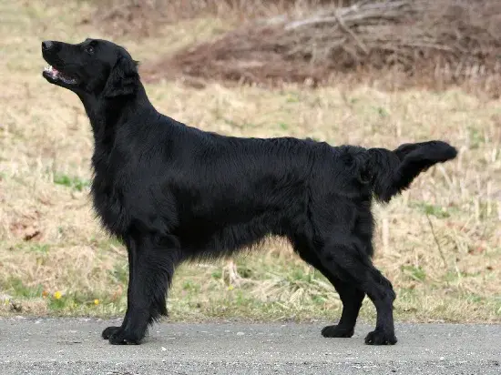 Flat-Coated Retriever photo