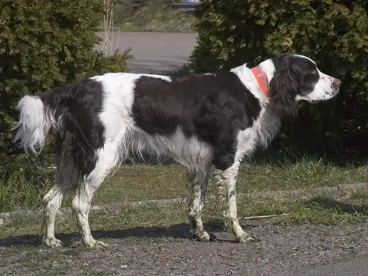 French Spaniel photo