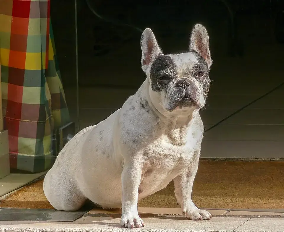 French Bulldog photo