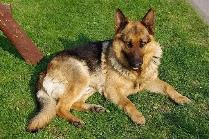 German Shepherd Dog photo