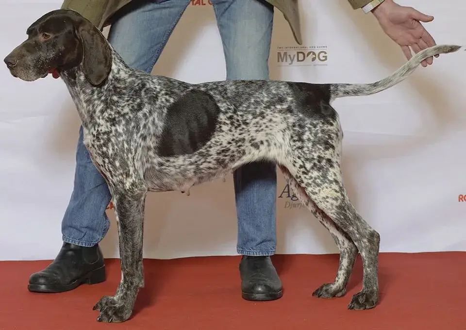German Shorthaired Pointer photo