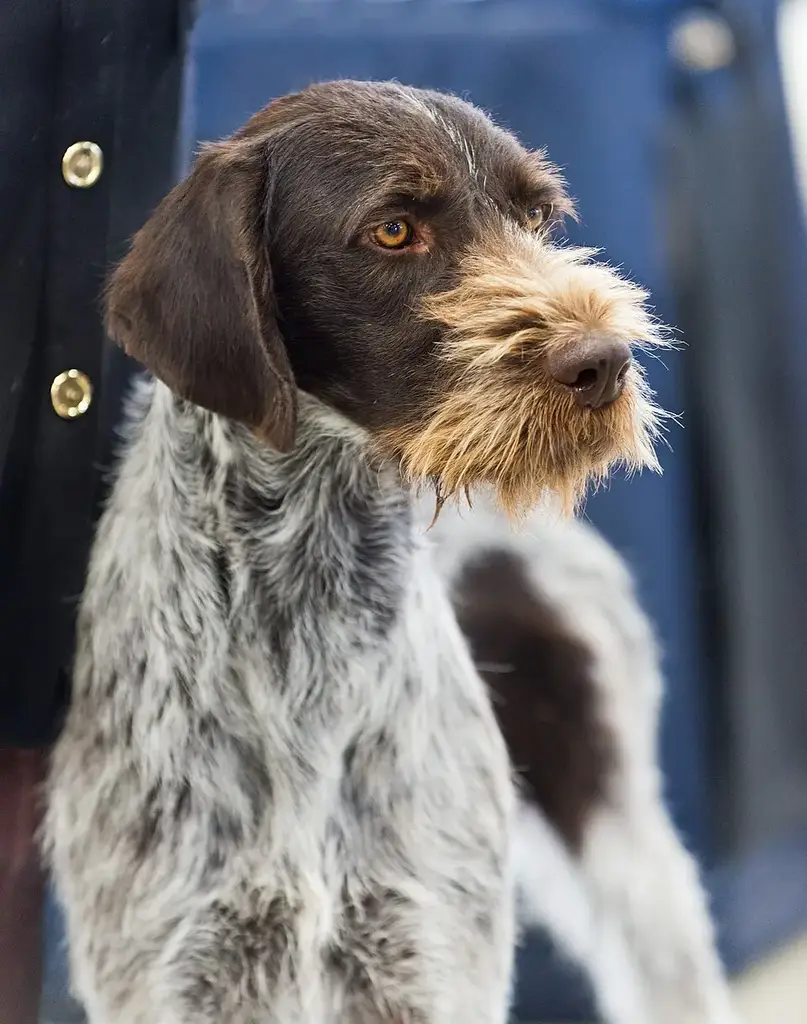 German Wirehaired Pointer photo