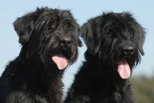 Giant Schnauzer photo