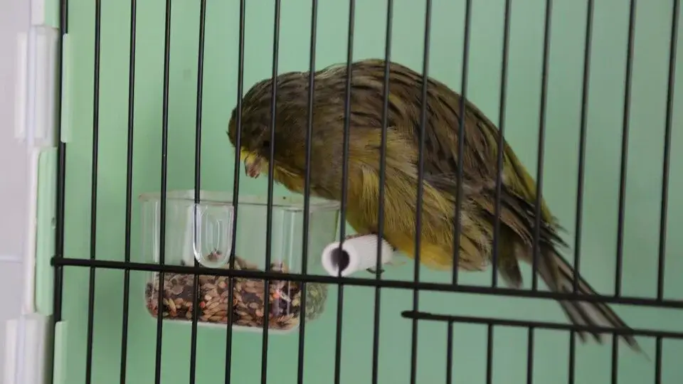 Gloster Canary photo