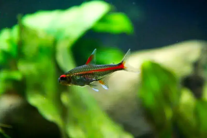 Glowlight Tetra photo