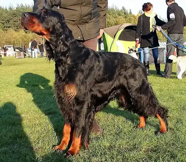Gordon Setter photo