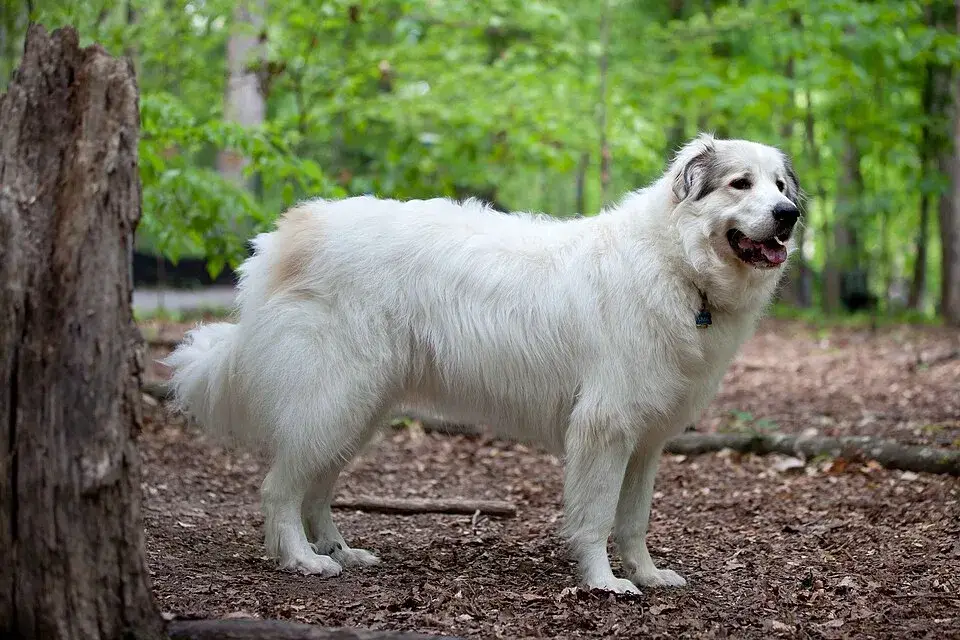 Great Pyrenees photo