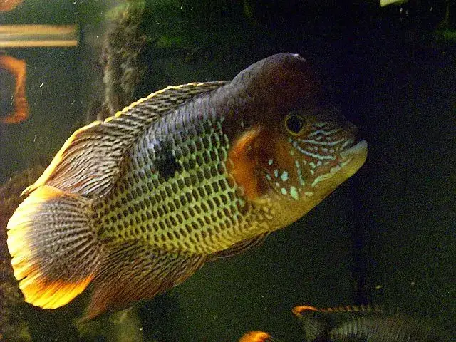 Green Terror Cichlid photo