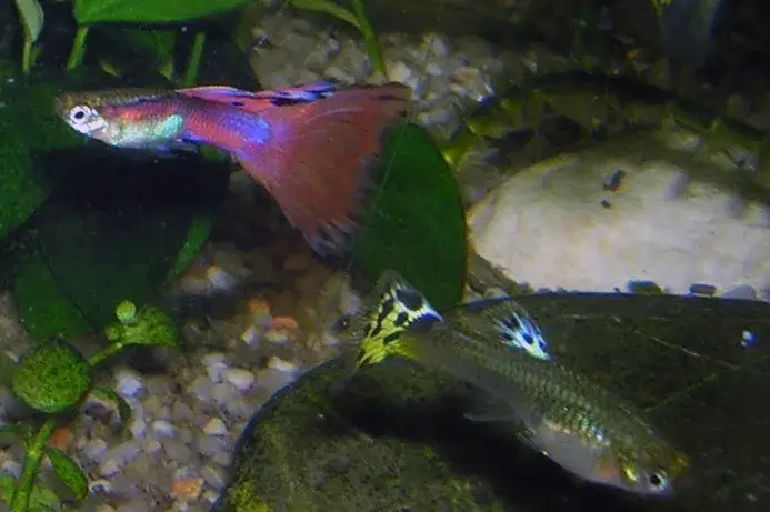 Guppy photo