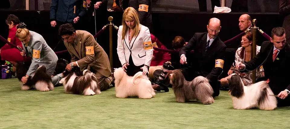 Havanese photo