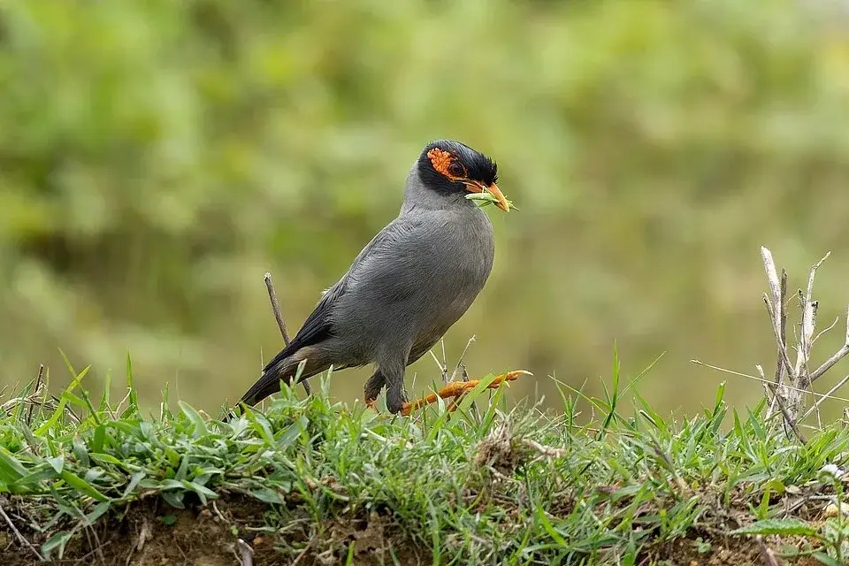 Hill Myna photo