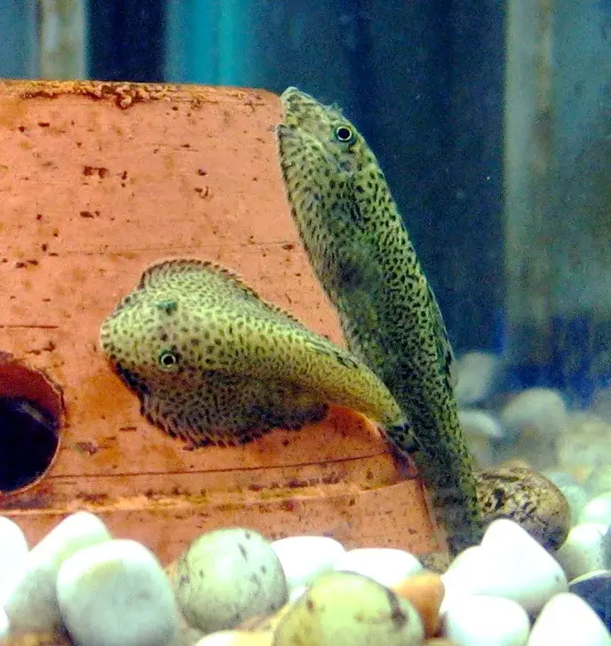 Hillstream Loach photo