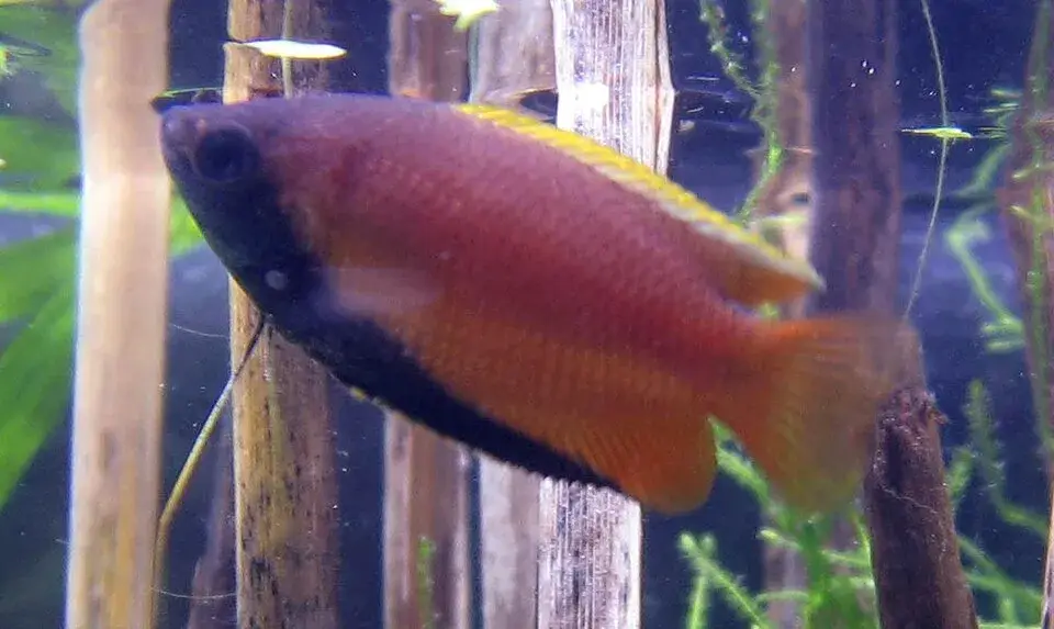 Honey Gourami photo