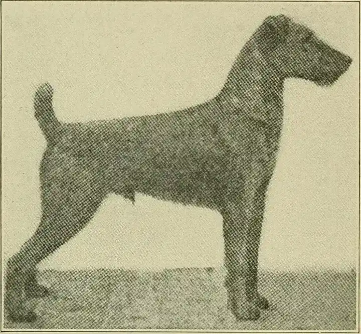 Irish Terrier photo