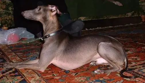 Italian Greyhound photo