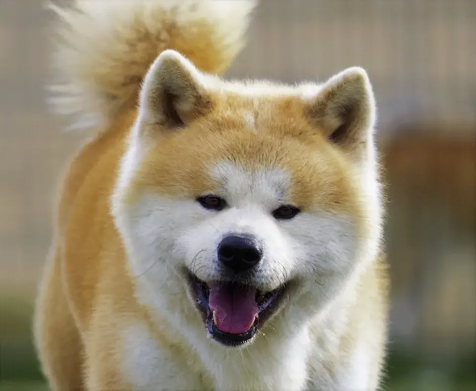 Japanese Akitainu photo