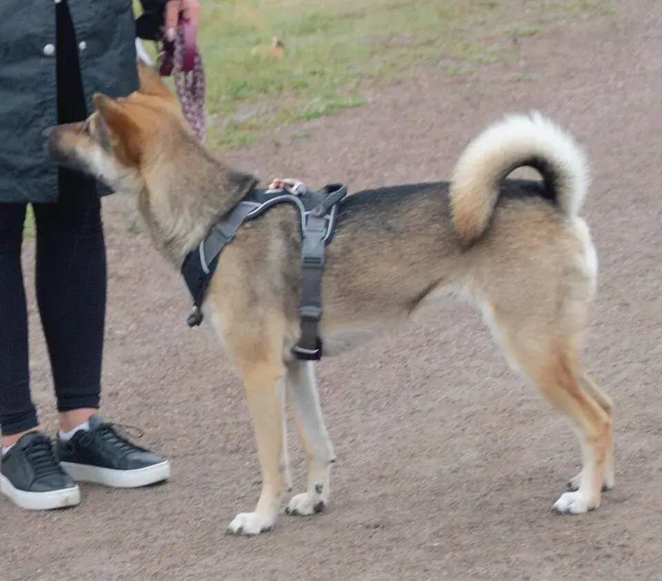 Kishu Ken photo