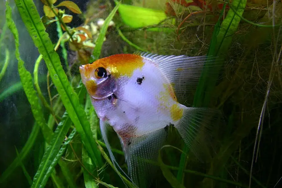 Koi Angelfish photo