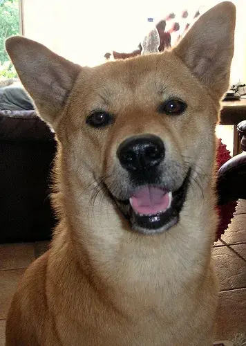 Korean Jindo Dog photo