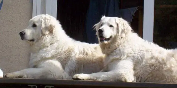 Kuvasz photo