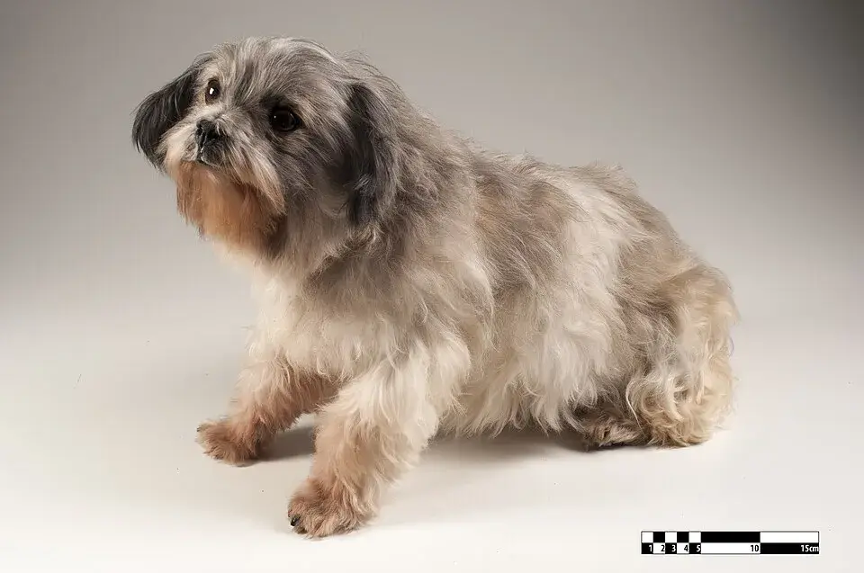 Lhasa Apso photo