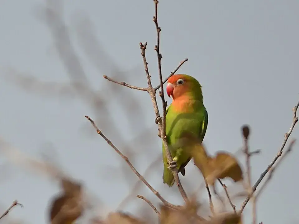 Lilian's Lovebird photo