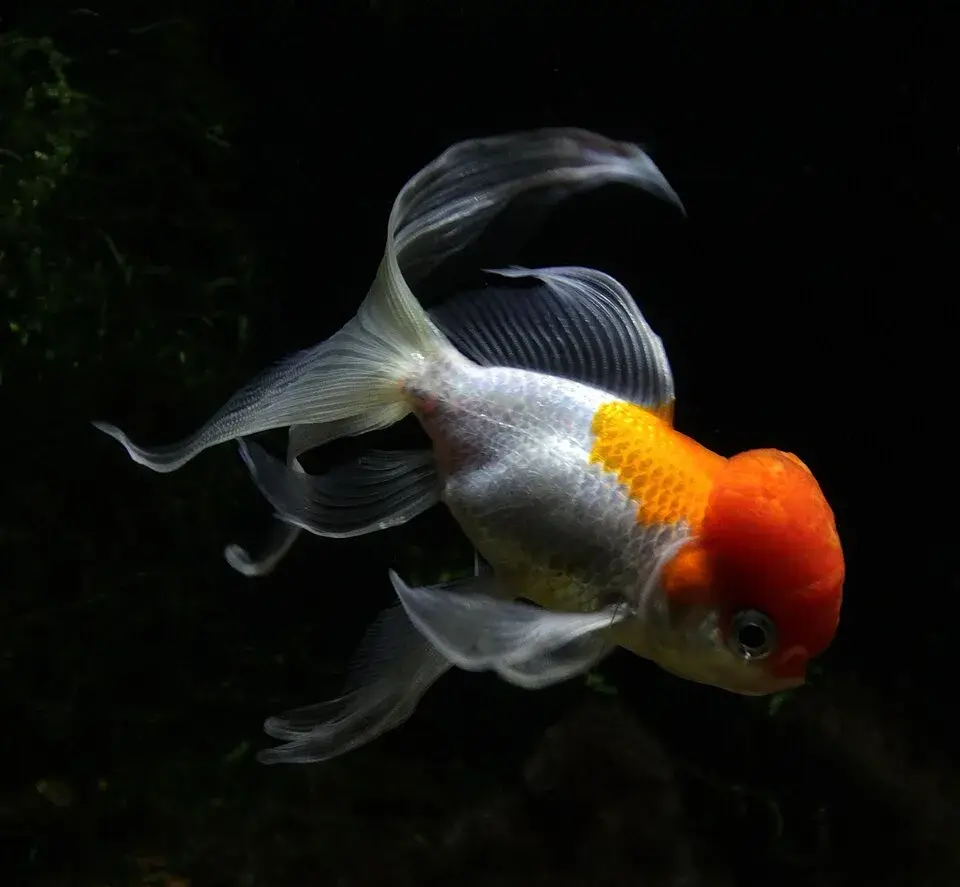 Lionhead Goldfish photo