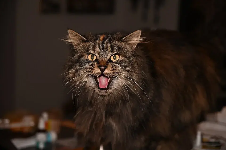 Maine Coon photo