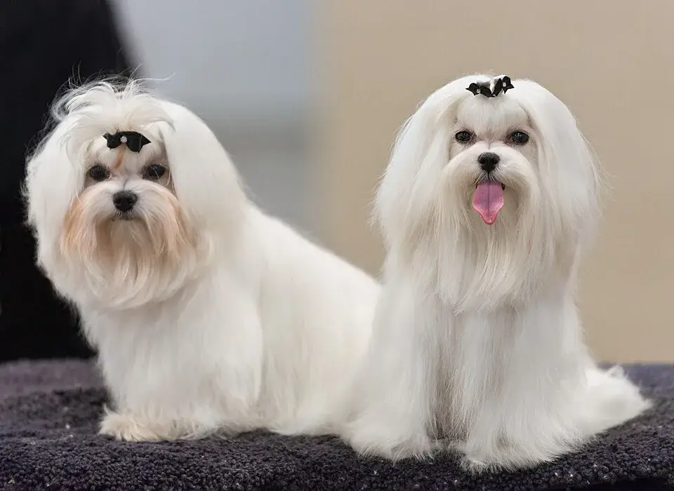 Maltese photo