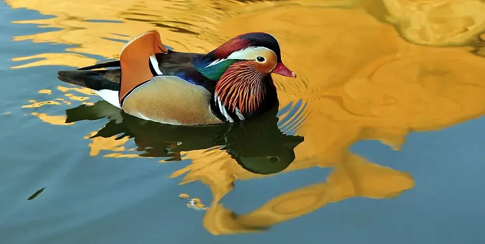 Mandarin Duck photo