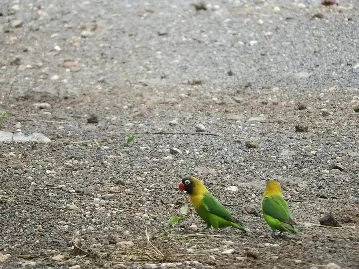 Masked Lovebird photo