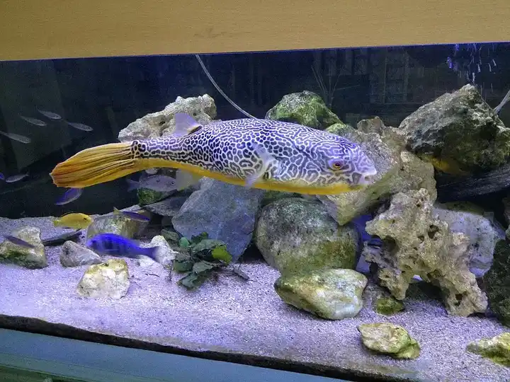 Mbu Puffer photo
