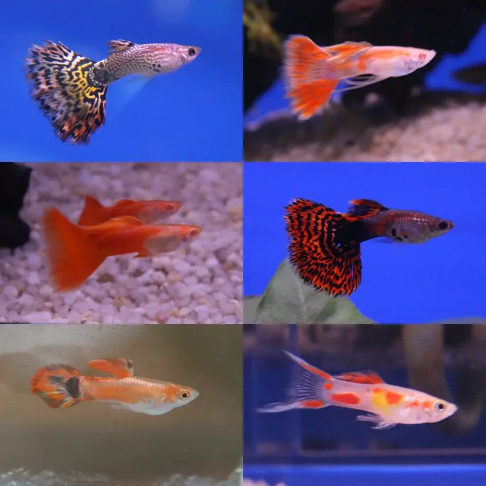 Moscow Guppy photo