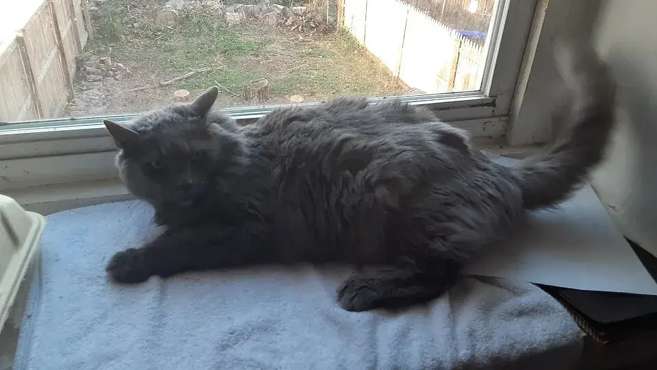 Nebelung photo