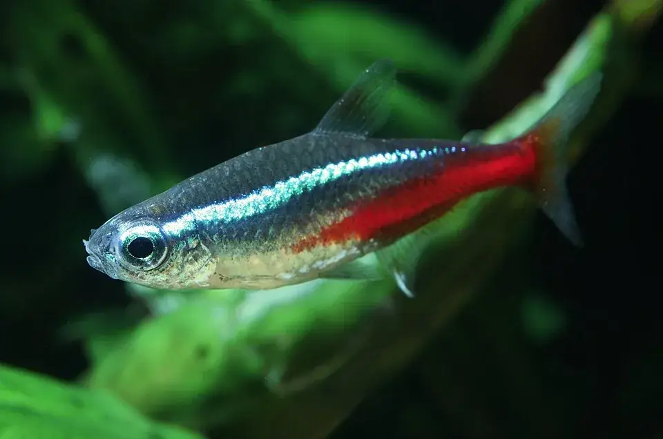 Neon Tetra photo