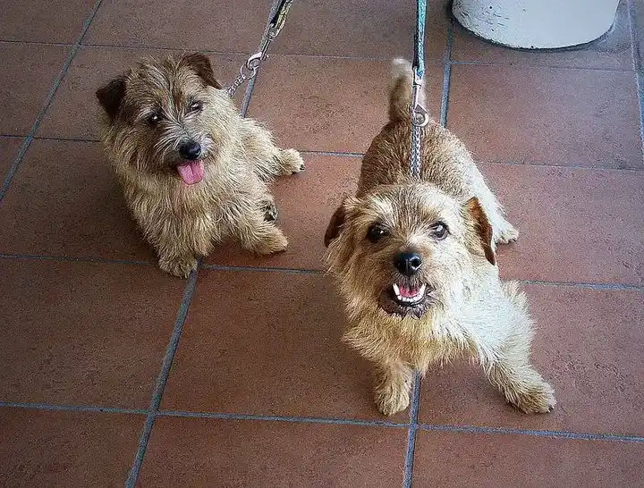 Norfolk Terrier photo