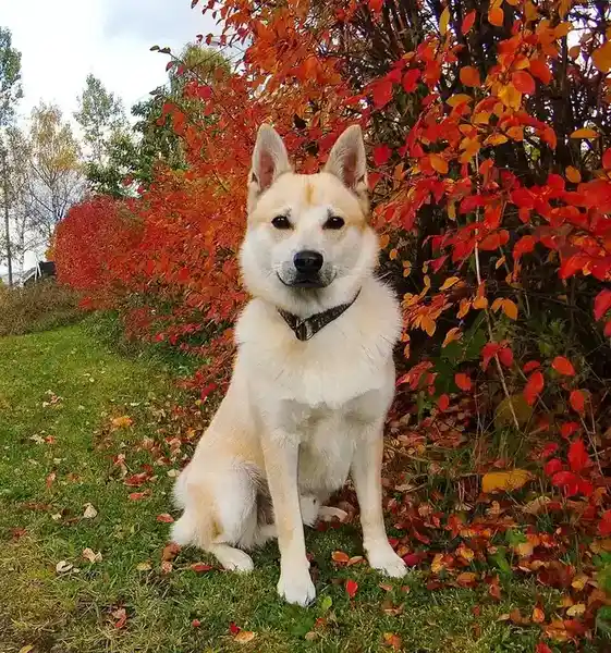 Norwegian Buhund photo